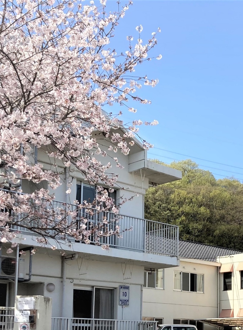 のぞみ園の正門桜